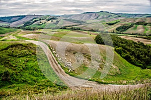 Sheep flock in Tuscan valeys photo