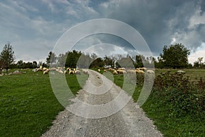 Sheep flock on the way to castle Dreznik, Croatia
