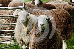 Sheep flocking in a field close up