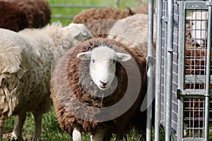 Sheep flocking on pasture