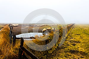 Sheep in front of the church of Den Hoorn at autumn foggy morning, Texel island, The Netherlands