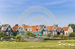 Sheep in front of colorful houses in Marken