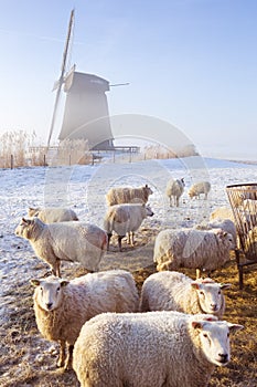 Sheep in front of Dutch windmill on a winter's morning