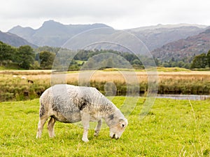 Sheep in front of Langdale Pikes in Lake District