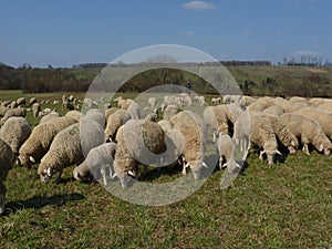 Sheep in front of vineyard