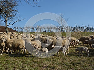 Sheep in front of a vineyard