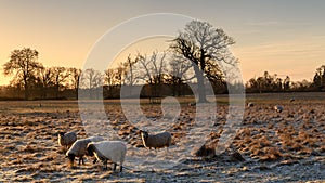 Sheep with a frosty back