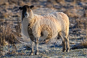 Sheep with a frosty back