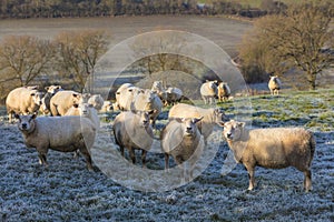 Sheep in A Frosty Field