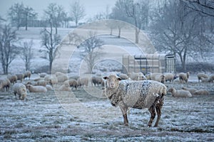 Sheep on a frosty winter morning looking into the camera.