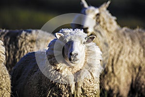 Sheep with full fleece of wool just before summer shearing