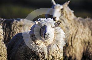 Sheep with full fleece of wool ready for summer shearing