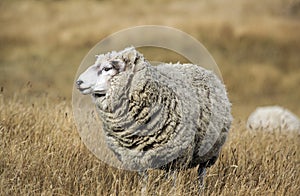 Sheep with full fleece of wool ready for summer shearing