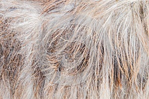 Sheep fur background texture. animals hair befor cutting