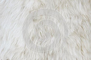 Sheep fur texture