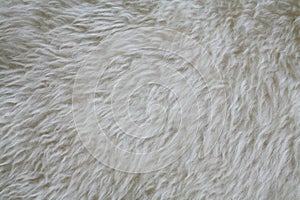 Sheep fur texture