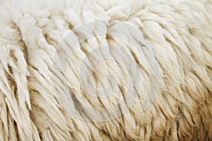 Sheep fur texture background closeup