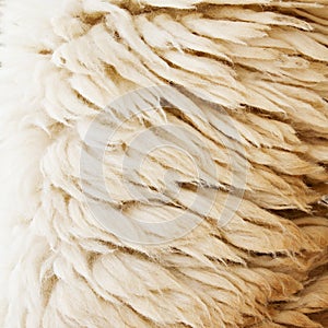 Sheep fur texture background closeup