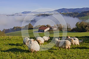 Sheep in Gainza, Gipuzkoa photo