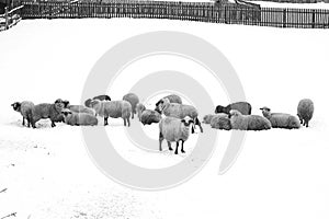 Sheeps in the garden