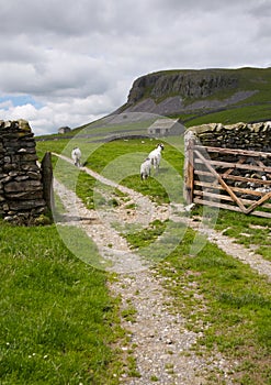 Sheep, Gate and Limestone