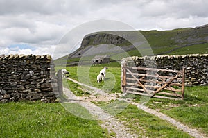 Sheep, gate and Limestone