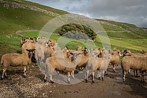 Sheep gather in a line at Stocdale