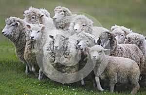 Sheep gathered for shearing in New Zealand