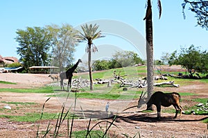 Sheep and giraffes live among palm trees in the Grand Canyon National Park, in Arizona