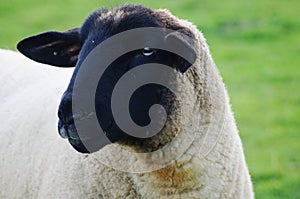 Sheep glancing away from camera