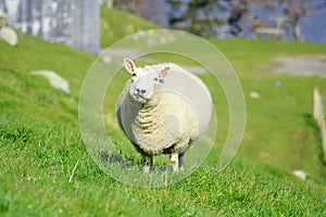 Sheep And Glassland, New Zealand