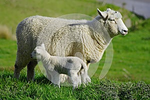 Un bambino pecora un pecora nuovo 