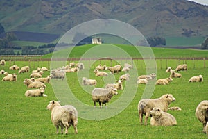 Sheep And Glassland, New Zealand