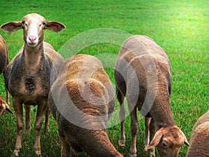 Sheep gnaw grass on the pasture and one looks at the camera.