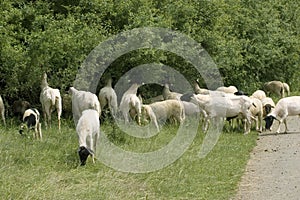 Sheep gnawing roadside bushes.