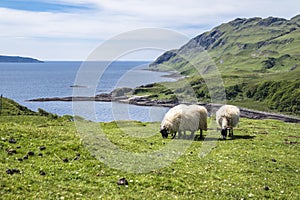 Sheep and goat at the bay called Camas nan Geall, Ardnamurchan