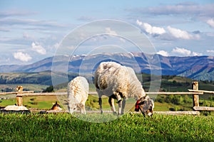 sheep and goat on grassy pasture