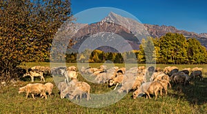 Sheep and goat herd pastures fresh grass on mountain meadow