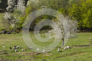 Sheep and goat herd in Polana mountains, Slovakia