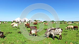 Sheep and goats in the countryside from Portugal