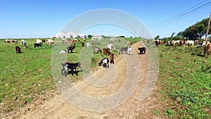 Sheep and goats in the countryside from Portugal