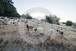 Sheep and Goats Eating Grass on a Mountain Hill During Sunset in Agoura Hills, California