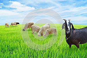Sheep and goats graze