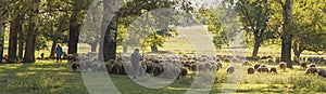 Sheep and goats graze on green grass in spring. Panorama