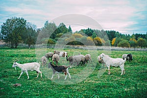 sheep and goats graze in the pasture, herd of sheep, farm cattle