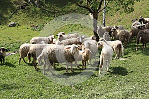 Sheep and goats graze in a pasture