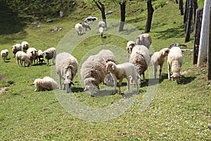 Sheep and goats graze in a pasture
