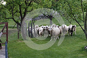 Sheep and goats graze in a pasture