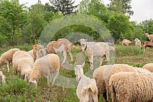 Sheep and goats grazing in a mountain meadow