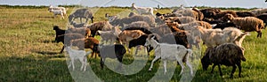 sheep and goats grazing on pasture